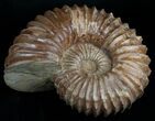 Wide Mantelliceras Ammonite - Very Heavy #6403-2